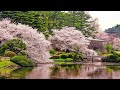 [PLAYLIST] 벚꽃놀이 간 사람 접어 | 달콤쌉싸름 봄 R&B