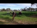 My Horses Herd