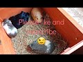 Guinea pigs in the garden