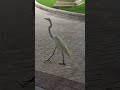 Wait for IT 🤣 #egret