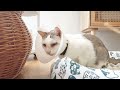 #93 Coping With Aging Cats | Conjunctivitis | Billy's Recovery Part 1