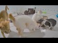 😍 You Laugh You Lose Dogs And Cats 😘 New Funny Animals 2024 😘