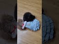 펫드라이룸 4개월 실버푸들 /  타이니푸들 성견  /  펫드라이룸 적응하기 / Tiny Poodle Adult Dog #cute