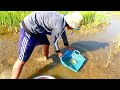 Wow catch Japan KOI fish, Orenda Cap fish, red fish at rice field for raising