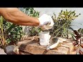 fresh coconut water, amazing coconut peeling skills part 04#cuttingskills #coconutmilk #coconutwater