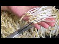 Bí quyết TRỒNG GIÁ SẠCH thành công ngay lần đầu tiên (How to grow mung bean sprout at home )