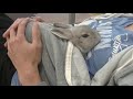 Bunny 'Popo' comes into my T-shirt! Maybe He wants to be warm him up?