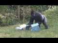 Kumbuka enjoys birthday party in Gorilla Kingdom