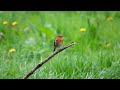Young couple of Robins has a lot to learn with some beautiful interaction in slowmotion.