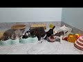 CLASSIC Dog and Cat Videos😼🐶FUNNY Clips😹🐕