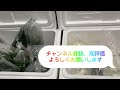 お盆前！またまた陰性水草のミクロソリウムとブセファランドラの種類が増えました！金魚、メダカなどいろいろ入荷してます！