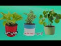 Money plant മണി പ്ലാന്റ് വീട്ടിൽ വളർത്തുന്നവർ ഈ ചെടി കൂടി വീട്ടിൽ വളർത്തൂ, രണ്ടും ചേർന്നാൽ മഹാഭാഗ്യം