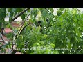 Observing Asian Glossy Starling Baby | Sabahan Birding In Singapore with OLYMPUS EM5 + 75-300mm