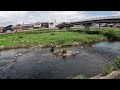 【鮎釣り】昭和の鮎釣りにタイムスリップ！！yellow butterfly鮎が暴れまくる！！