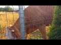 #romania,#cows, #Brasov,#sunset ,#mountainsview ,#postavarul,#‎@SwitzerlandVideos2024 