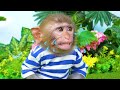 Monkey Baby Bon Bon plays with Funny Balloons and naughty with Ducklings in the swimming pool