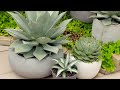 Container gardening 101 | GARDEN | Great Home Ideas