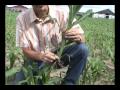 Field Corn, Early Growth Stages Defined