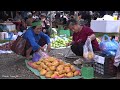 2 year living in forest, Harvest the pear fruit to market sell. Take Mic to the new garden