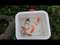 Amazing Catch Tiny Ornamental Pufferfish, Turtles, Ornamental Fish, Koi, Striped Fish, Angelfish