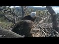 Big Bear Eagle Cam ~ ♥♥ Mom Sees Her New Baby For The First Time ♥♥ 4.14.19
