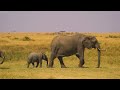4K African Wildlife: Addo Elephant National Park - Real Sounds of Africa - 4K Video Ultra HD
