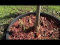 Small tour of the fruit trees I’m growing.