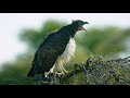 5K African Wildlife Documentary Film - Etosha National Park, Namibia, Africa