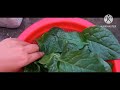 ছাদে একটু ছোট্ট বাগান। #viral #gardening #roof gardening