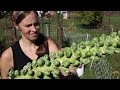 Harvesting 500+ Pounds of Food in One Week
