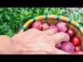 Harvesting Plum fruit #plum #fruits #food #shorts #youtubeshorts #organicfood