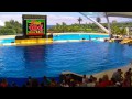 Orca Ocean - Loro Parque (Tenerife)