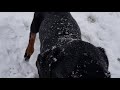 Shepherd dog,baby doberman,malinois and retrevier  in the snow