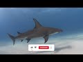 Beware of these Sharks 🦈Strange Sharks | Shark Video