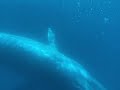 Blue Whales in Newport Beach June 2022 | Largest Animal on the planet