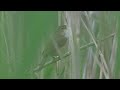 Partially hidden singing Reed Warbler