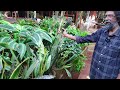 5 രൂപ മുതൽ പൂക്കളെക്കാൾ ഭംഗിയുള്ള ഇല ചെടികൾ | Foliage Plant | Indoor and Outdoor Decorative Plant