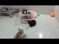 Best Funny Dogs and Cats Videos🤣Funniest Animal videos 2024😻🐶