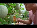 Do you like to eat cantaloupe? Grow this way, you won't have to buy melons at the market anymore