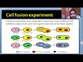 Cell cycle | Cell fusion experiment