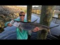 Fishing Florida Spillways For MEGA FISH!*SPILLWAY MONSTERS* #tarponfishing #spillway #southflorida