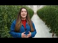 SUSTAINABLE Tomato Growing in Greenhouse 🍅 +20% Production - Water Footprint