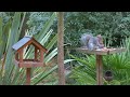 Cat TV No Ads 😸 Birds & Squirrels in the Garden 🕊️ Bird Videos for Cats to Watch