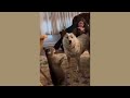 Funny Dogs and Cats Make You Unable To Stop Laughing😻🐶 Best Of The 2024 Funny Animal Videos