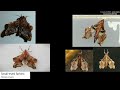 GIANT MOTHS & their MINI LOOKALIKES | Original comparison video