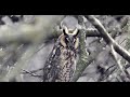 60 seconds with a Long Eared Owl