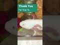 Axolotl Eating Slow Motion Compilation 1-5