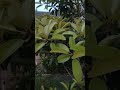 Butterscotch Sapodilla Fruit Tree