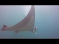 Diving in Bali - Manta Point