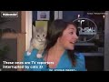 Best funny cat interrupts work from home 2021 compilation